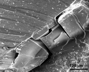 Imagem obtida por microscopia eletrônica de varredura de testemunho de concreto atacados por RAA e DEF